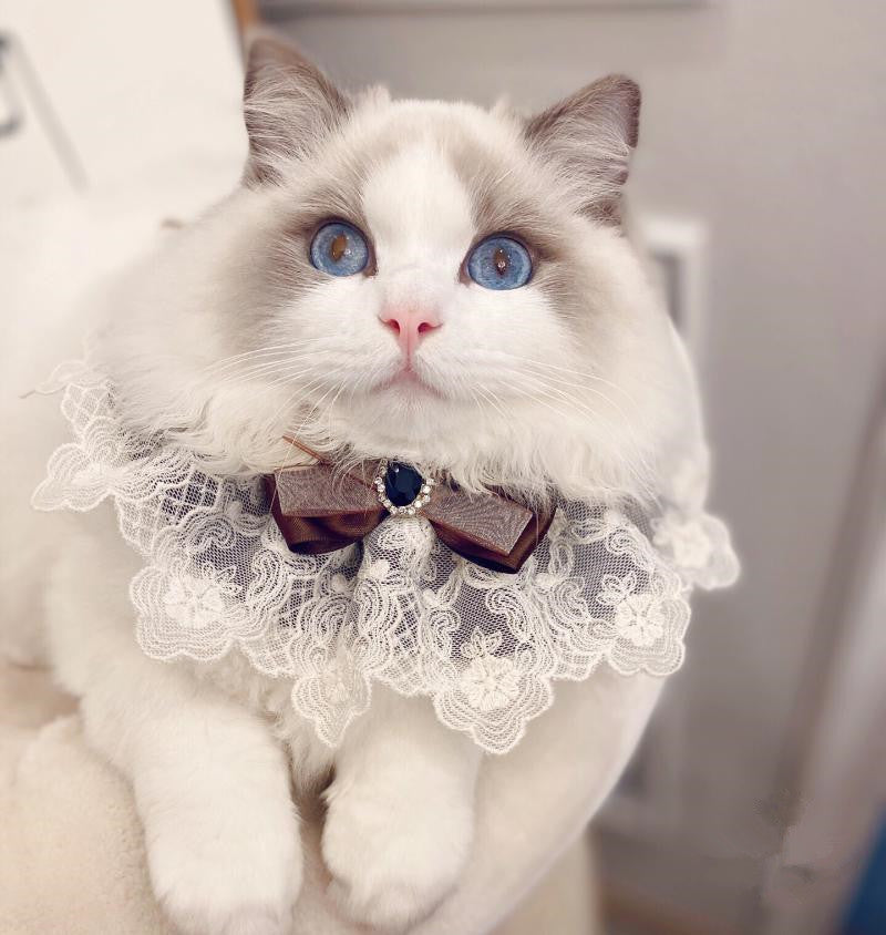 New Muppet Cat Lace Bib Pet Dog Schnauzer Teddy Bow Tie Bow Tie
