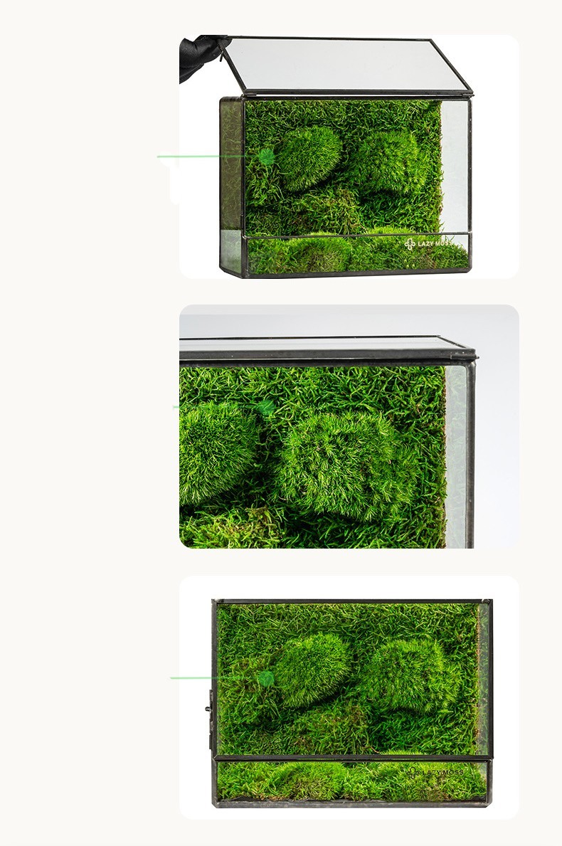 Green Plant Ecological Bottle Potted Plants