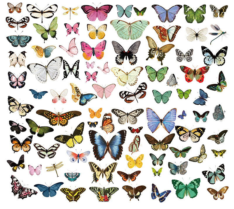 Hand Account Material Retro Small Size Butterfly Illustration Book